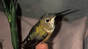 Male rufous hummingbird rescued in December 2020