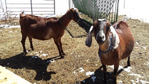 Ginger and Junebug, Big Picture Farm goats