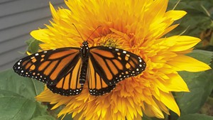 A monarch butterfly on a sunflower