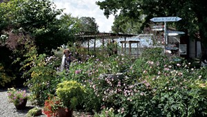 Eileen Schilling watering plants at Horsford Gardens &amp; Nursery