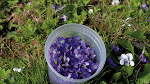 Foraging violets
