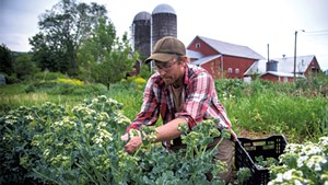Graham Unangst-Rufenacht harvesting sea kale at the Farm Between of Sterling College in Jeffersonville