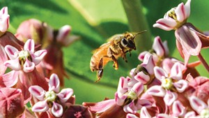 The Bees’ Needs: Vermonters Are Protecting and Championing Imperiled Pollinators