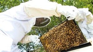 Francois Gasaba moves bees into their new home