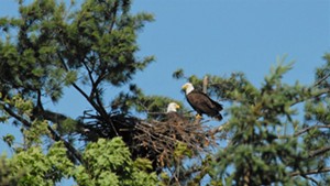 A bald eagle nesting pair in Barnet
