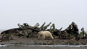 A polar bear in Kaktovik photographed by Stephen Gorman