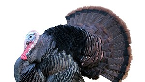 Talkin' Turkey