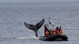 A whale-watching trip