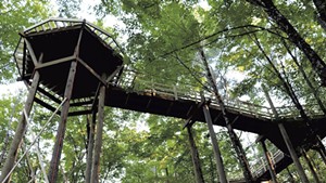 VINS' Canopy Walk Gives Visitors Bird's-Eye View