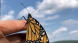 Heather releasing a monarch