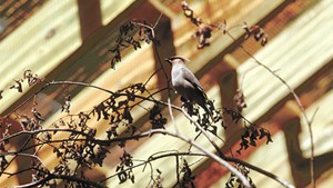 Bohemian waxwing in the Songbird Aviary at the Vermont Institute of Natural Science