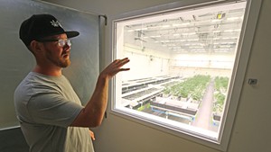 Devin Dannat surveying the hemp crop in his Hardwick facility