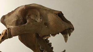 Burlington Artist Assembles a Pleistocene-Era Lion Skeleton