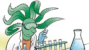 Vermont Wants to Run its Own Cannabis Lab to Monitor the Sprouting Market