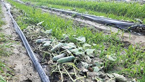 Cucumbers in the mud at Dog River Farm