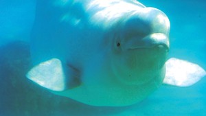 Baby Belugas Meet First Nations Culture in Québec’s Newest Whale-Watching Site