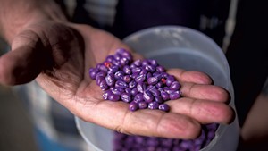 Pesticide-treated corn seed