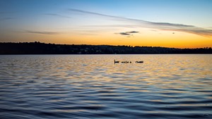 A family of ducks at sunset on Caspian Lake