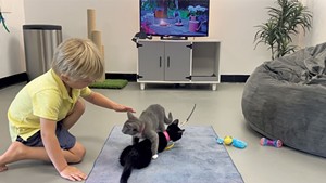 A young guest at Queen City Cat Lounge joining in the play