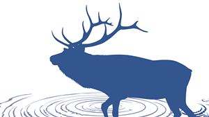 What the Elk? Cervids Escape From Derby Enclosure