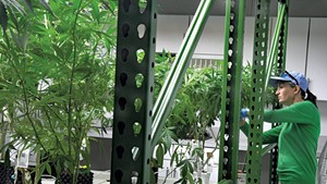 Trimming Plants at the Champlain Valley Dispensary