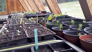 Seedlings in the Applebarn greenhouse
