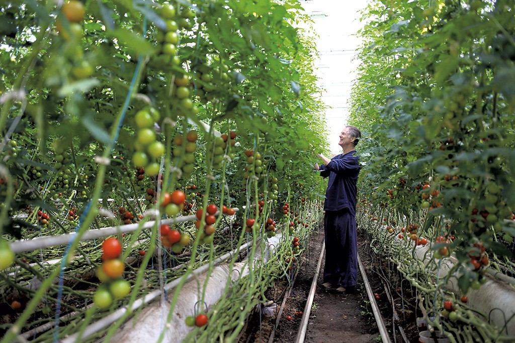 Slicer Tomatoes — Wild Grown Farm