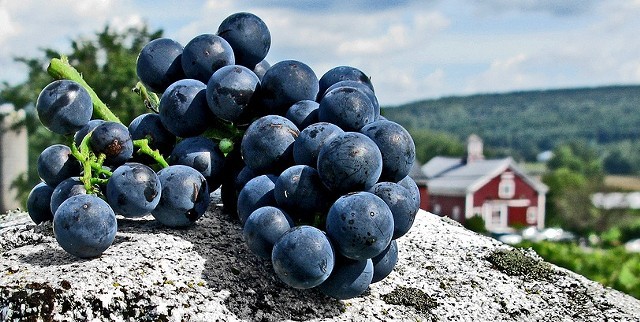 Grapes harvested at Boyden Valley Winery & Spirits - FILE: COURTESY OF BOYDEN VALLEY WINERY & SPIRITS