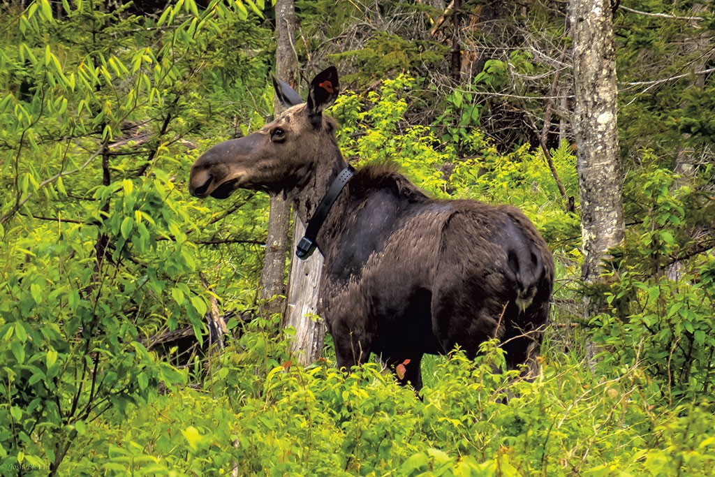 Moose Are Suffering and Dying. Vermont's Strategy? More Hunting ...