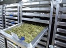 Cannatrol Applies Food Curing and Aging Science to Cannabis