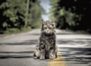 Movie Review: The New 'Pet Sematary' Doesn't Manage to Bury Its Campy Predecessor