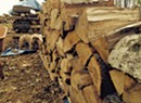 An Aspiring Woodchuck Offers Beginner's Advice on Storing Firewood