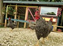 Chicken Keepers Design Stylish, Functional Coops for Their Flocks
