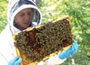 Beekeepers Worry Pesticide-Treated Seeds Contribute to Hive Deaths