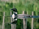 Vermont's Loon Conservation Gets Lift From Oil Spill Settlement