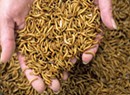 Vermont Mealworm Farm Fuels Plants, Pets and People