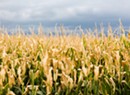 Be Amazed!: A Corn Maze Round-Up