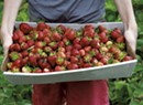 Pick Your Own at 10 Vermont Berry Farms