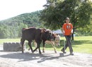Ahead of the Herd: A Young Teamster Masters an Old New England Tradition
