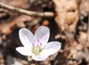 Do It At Home: Search for Spring Ephemerals