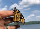 Learning Lessons from Monarch Butterflies