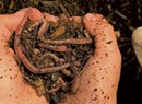 Can You Dig It? Make Your Own Worm Farm With These Simple Steps