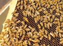 Bee Protection Bill Advances in Vermont Senate