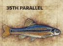 35th Parallel, 'Evolutia'