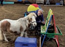Q&amp;A: A Miniature Horse Paints for Art Therapy in Plainfield