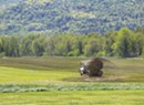 Lake Advocates Say Vermont Has Botched Regulating Pollution on Dairy Farms