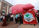 Climate Activists Make a Church Street Statement With Big Pig