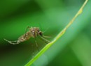 The Buzz: Mosquitoes Are Prolific This Year in Vermont
