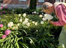 Stuck in Vermont: Nick Morse Has Been Planting Peonies in Chittenden County for 40 Years
