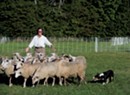 Herding Sheep in Hanover: The Premiere of 'Doggie Hamlet'
